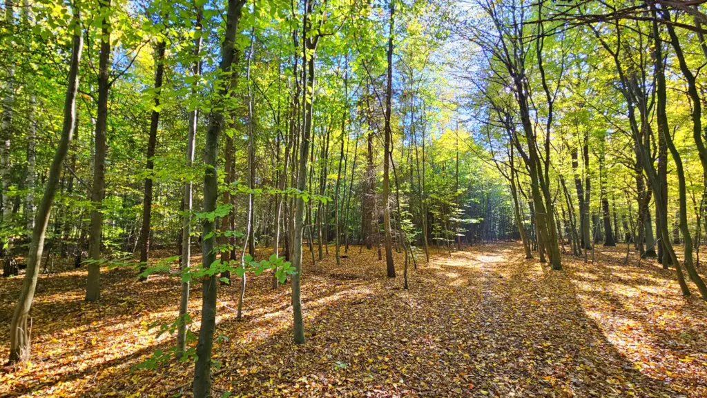 Nova Dachowa - okolica1