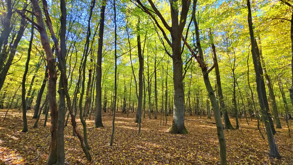 Nova Dachowa - okolica2