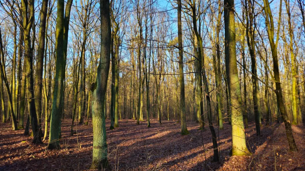 Nova Dachowa - okolica4