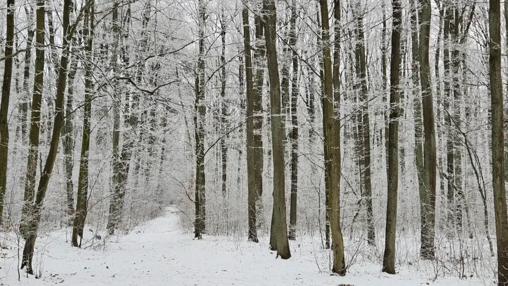 Nova Dachowa - okolica5