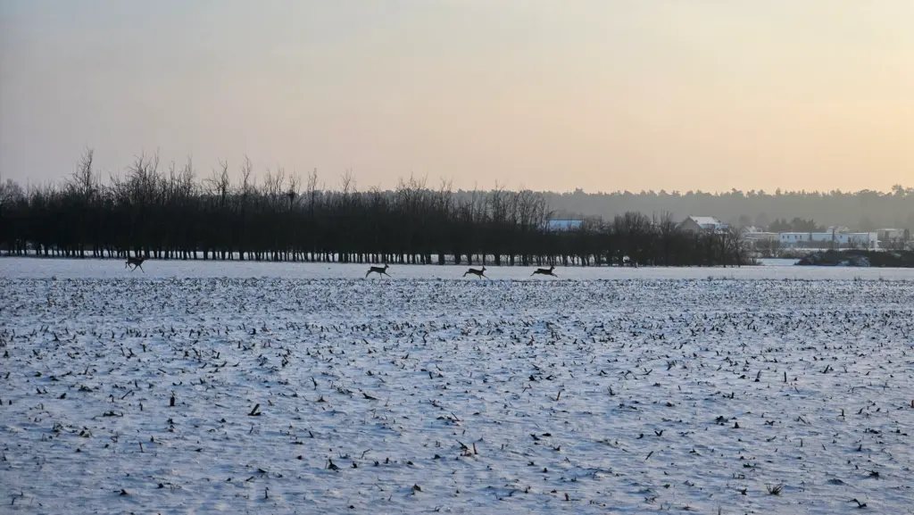 Nova Dachowa - okolica9